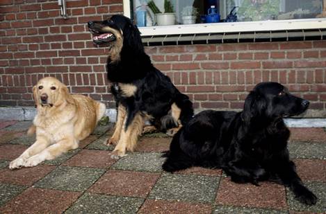 Arwen, Basco en Ajente origineel - kopie (2).jpg